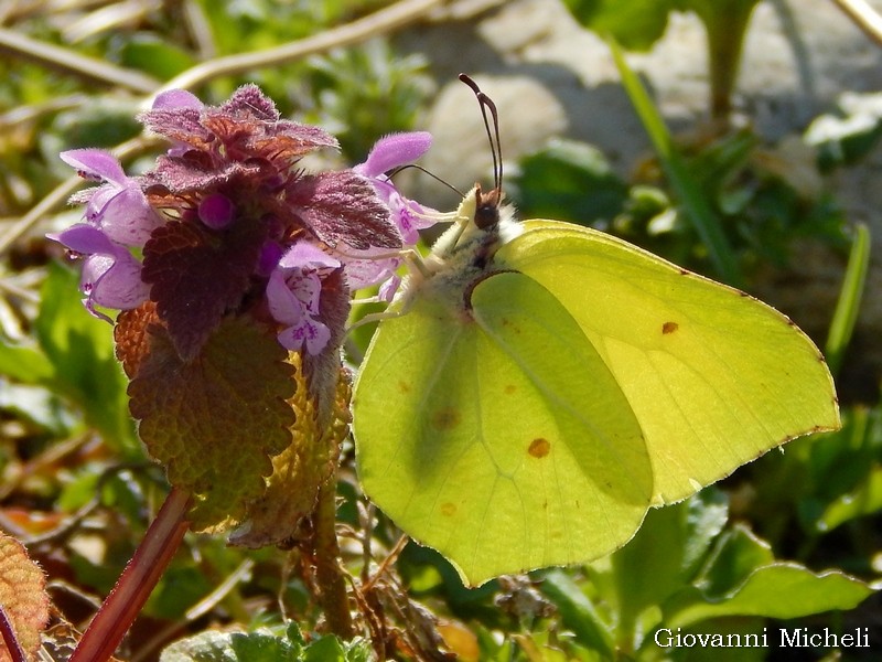 Ambientazioni : fiori tra i fiori